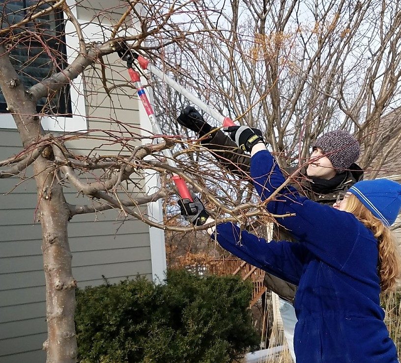 DORMANT-SEASON IS AN IDEAL TIME FOR PRUNING