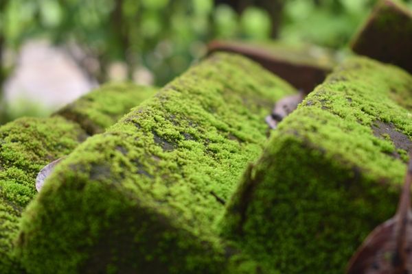 look for moss and algae - trusted home improvement experts