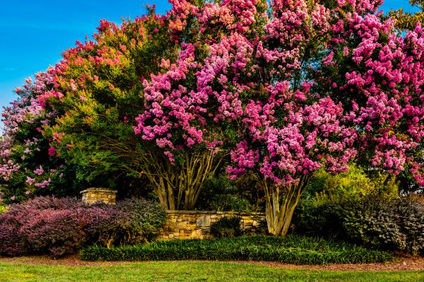 Crepe Myrtle Tree