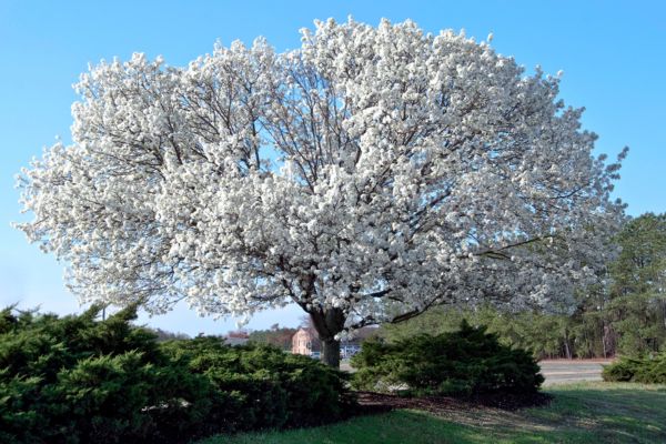 Dogwood Tree