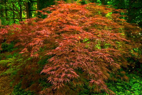 Japanese Maple