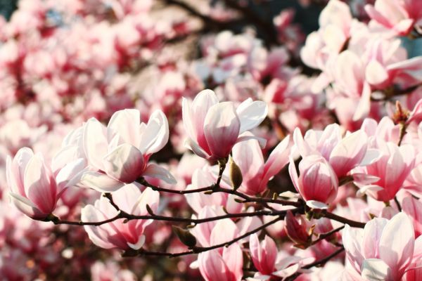 Magnolia trees