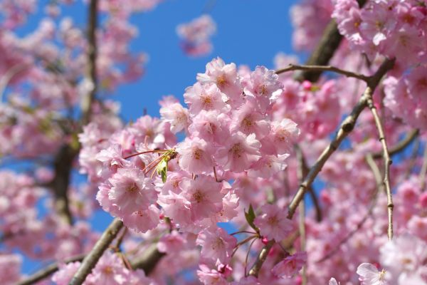 Weeping Cherry