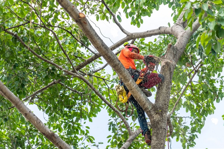 Navigating the World of Professional Tree Services - Trusted Home Improvements