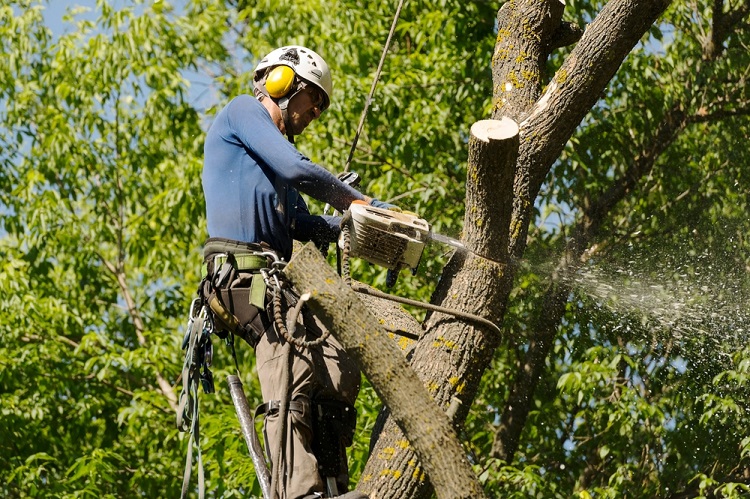 Professional Tree Care - Trusted Home Improvement Experts