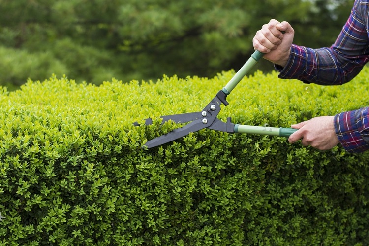 The Ultimate Guide to Tree Pruning and Trimming - Trusted Home Improvement Expert