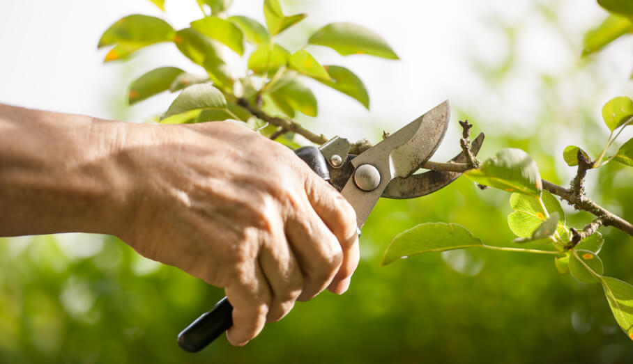 A Deep Dive into the Art and Science of Trimming