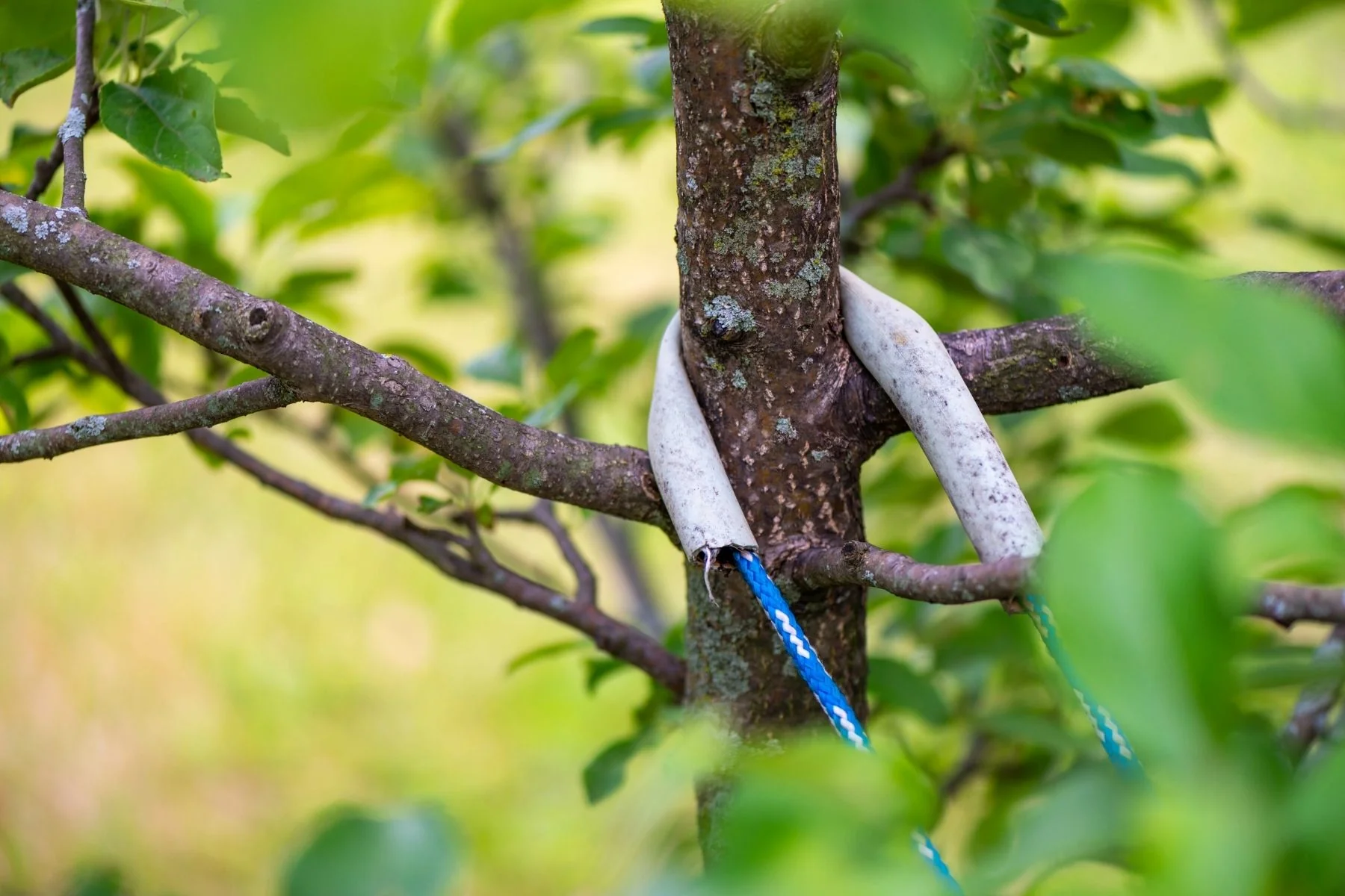 Tree Care Service